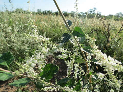 Image of Aloysia scorodonioides (Kunth) Cham.