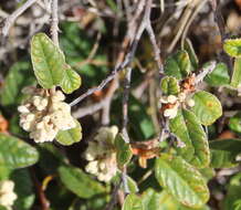 Image of Pomaderris prunifolia var. edgerleyi (Hook. fil.) L. B. Moore