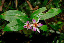 Image of Tricyrtis lasiocarpa Matsum.