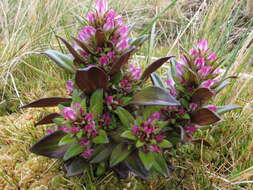 Image de Gentianella antarctica (Kirk) T. N. Ho & S. W. Liu