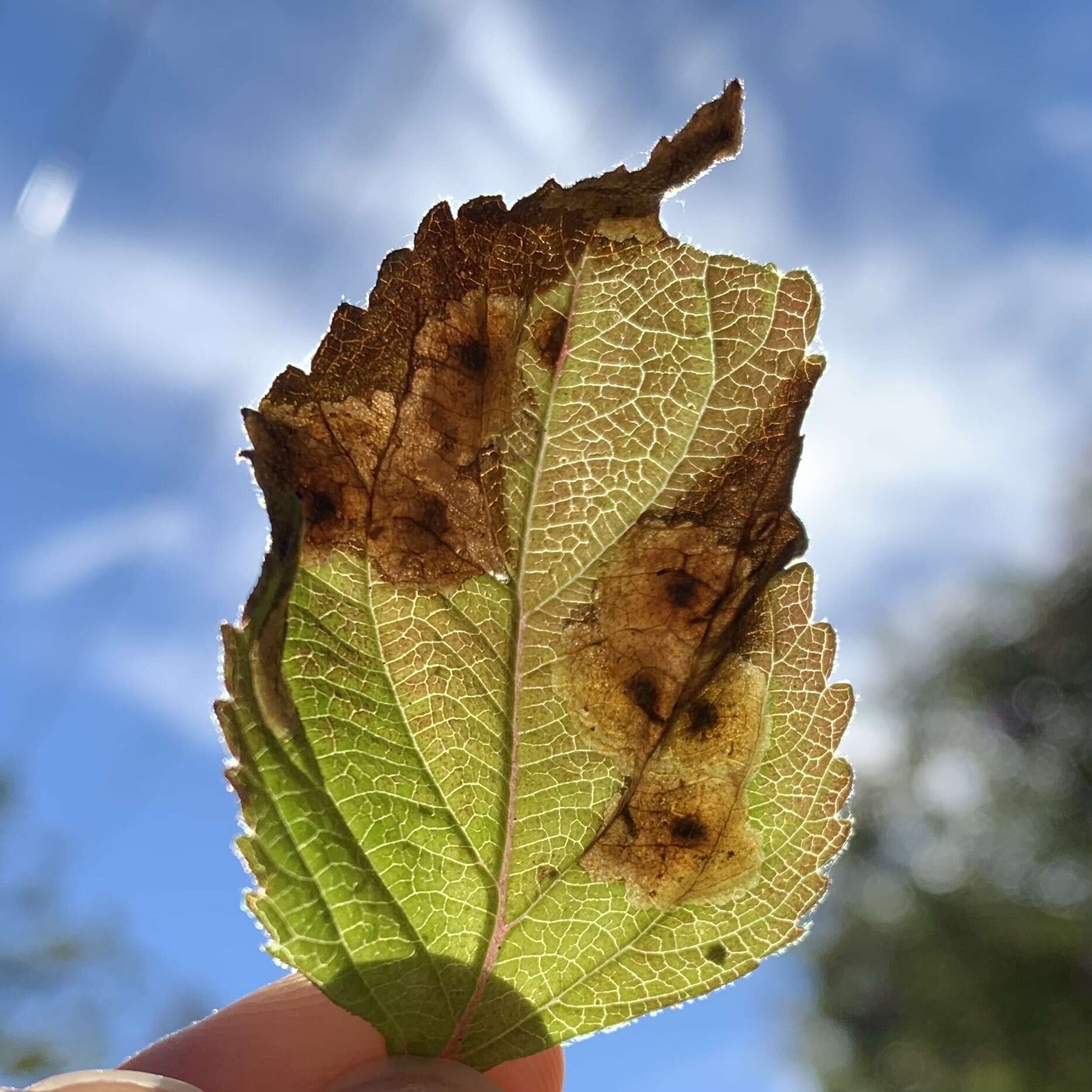 Sivun Calycomyza lantanae Frick 1956 kuva