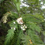 Image of Cypress Gall Midges