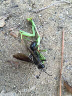 Image of Mud dauber