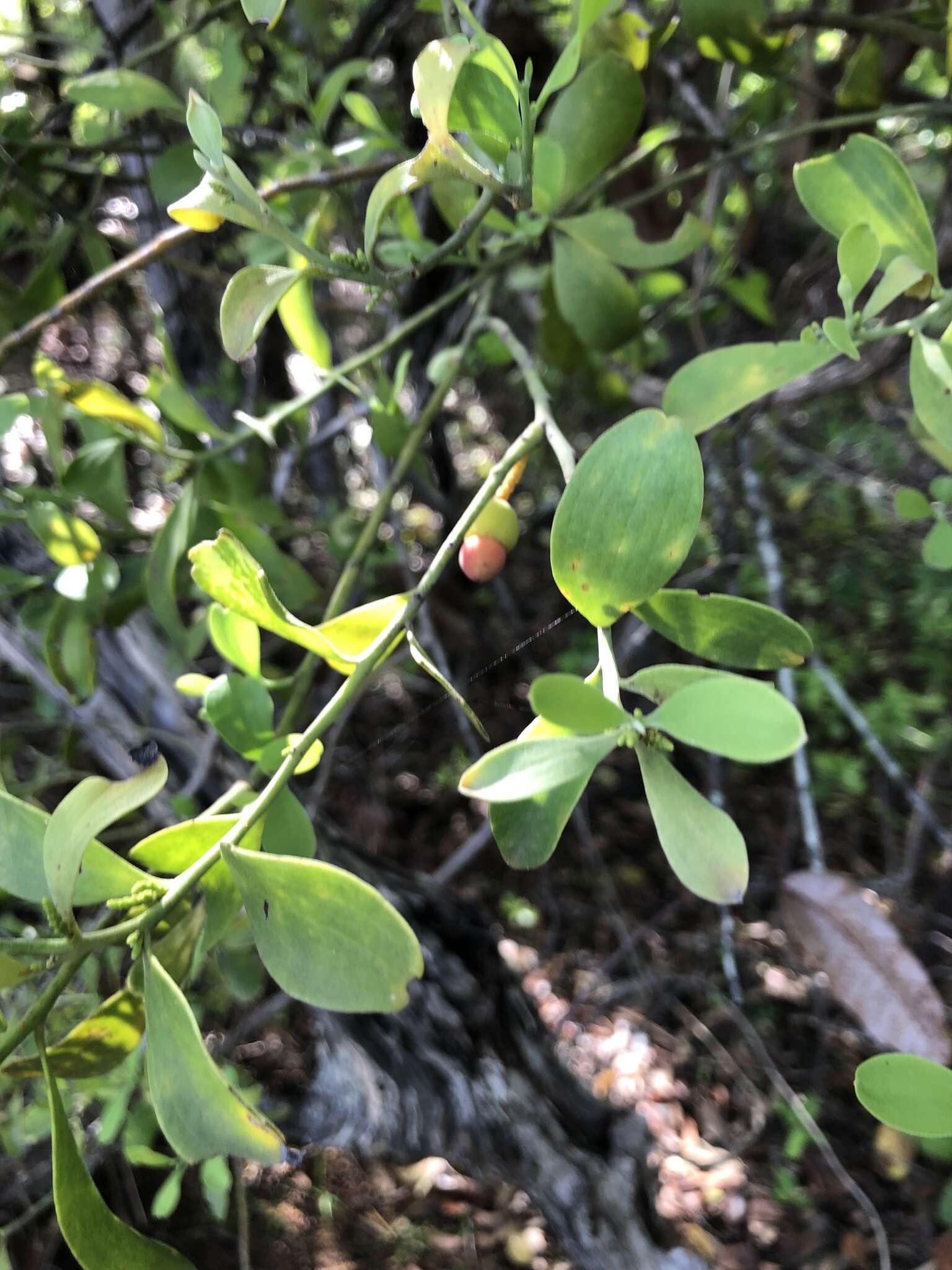 Image of Exocarpos latifolius R. Br.