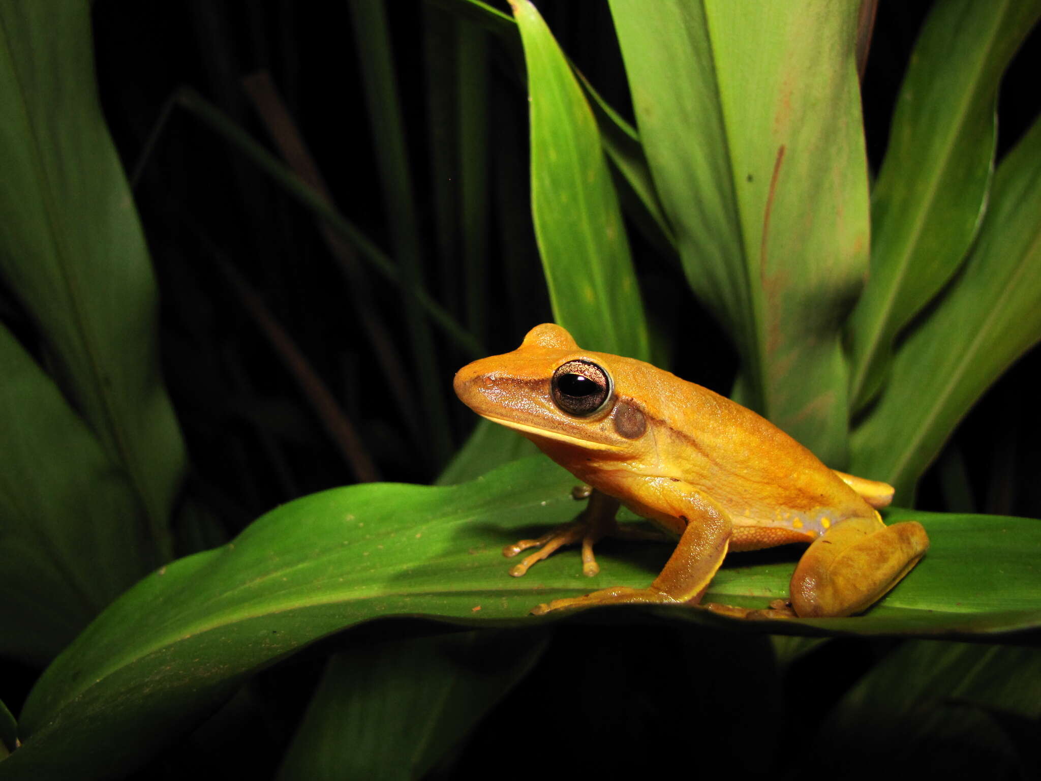 Image of Boana albopunctata (Spix 1824)