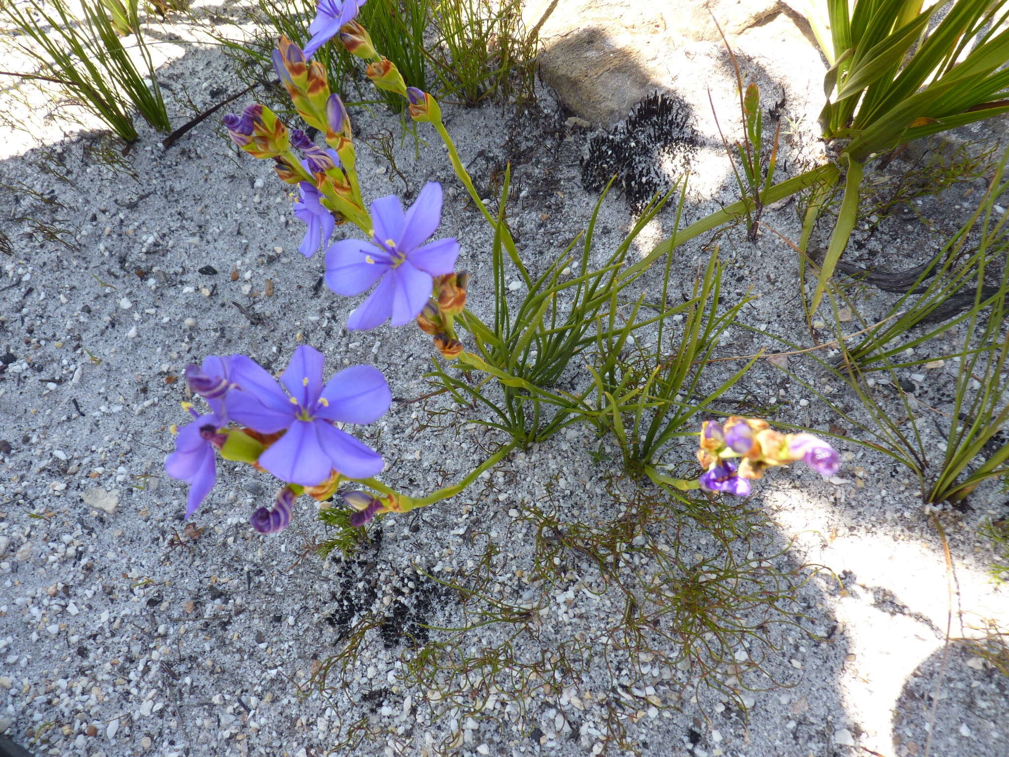 Imagem de Aristea juncifolia Eckl. ex Baker