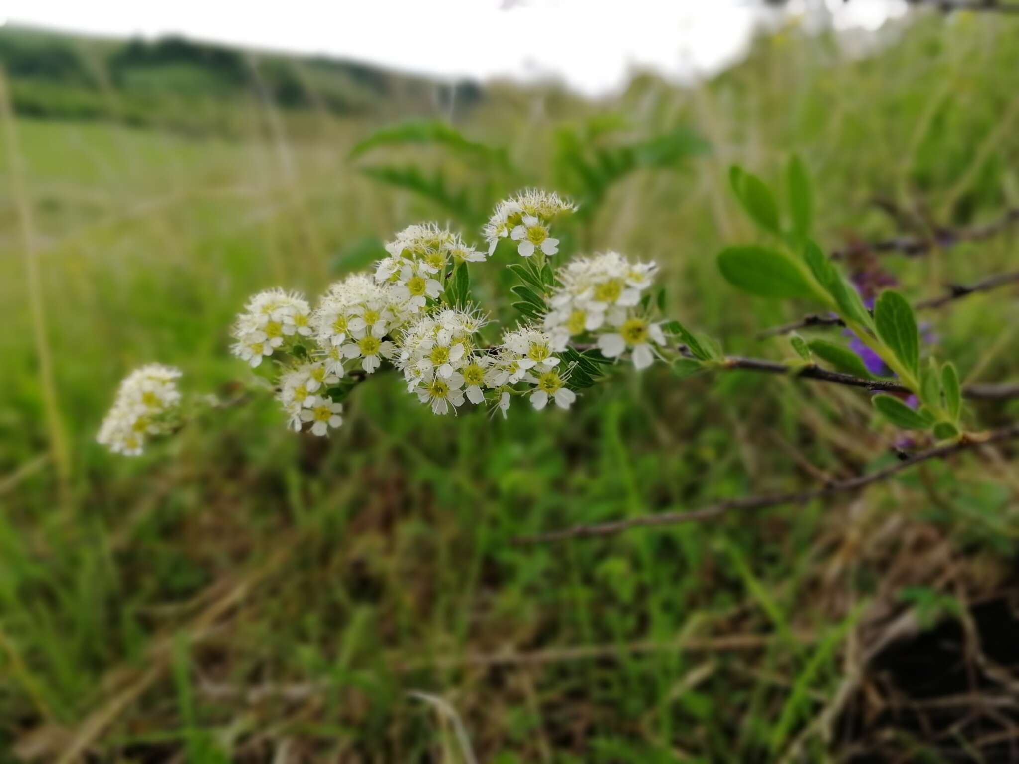 Image of Spiraea crenata L.