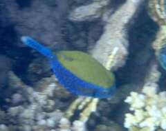 Image of Bluetail trunkfish