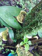 Image of Trametes elegans (Spreng.) Fr. 1838