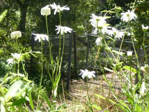 Plancia ëd Leucanthemum superbum (Bergmans ex J. Ingram) D. H. Kent