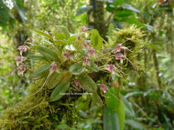 Image of Masdevallia nidifica Rchb. fil.