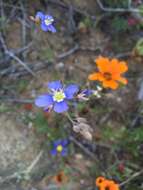 Image of Heliophila leptophylla Schltr.