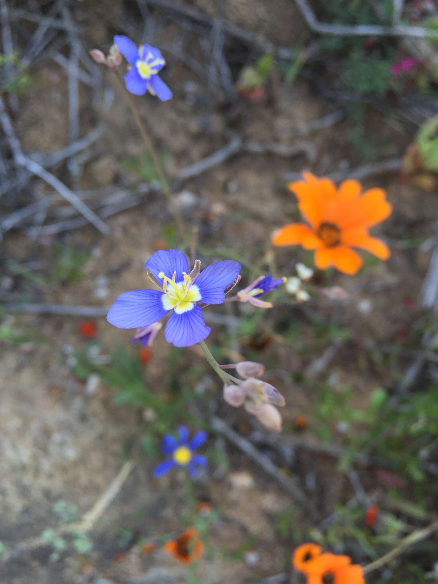 Image of Heliophila leptophylla Schltr.