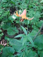 Lilium canadense L. resmi