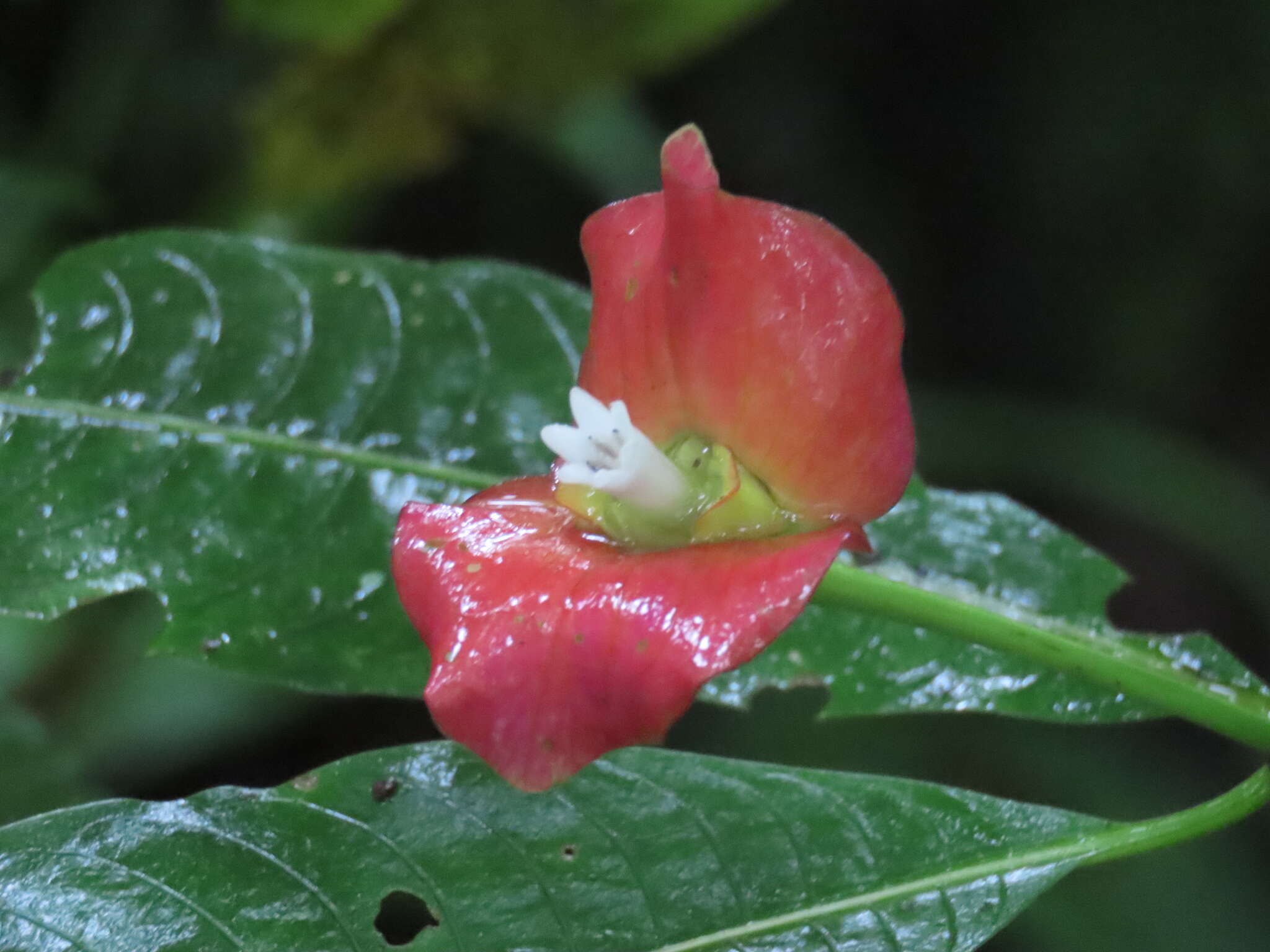 Palicourea elata (Sw.) Borhidi resmi