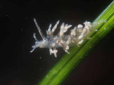 Image of Eubranchus olivaceus (O'Donoghue 1922)