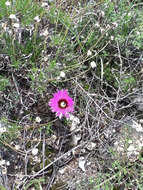 Image of Echinocereus reichenbachii var. perbellus (Britton & Rose) L. D. Benson