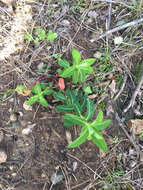 Image of eggleaf spurge