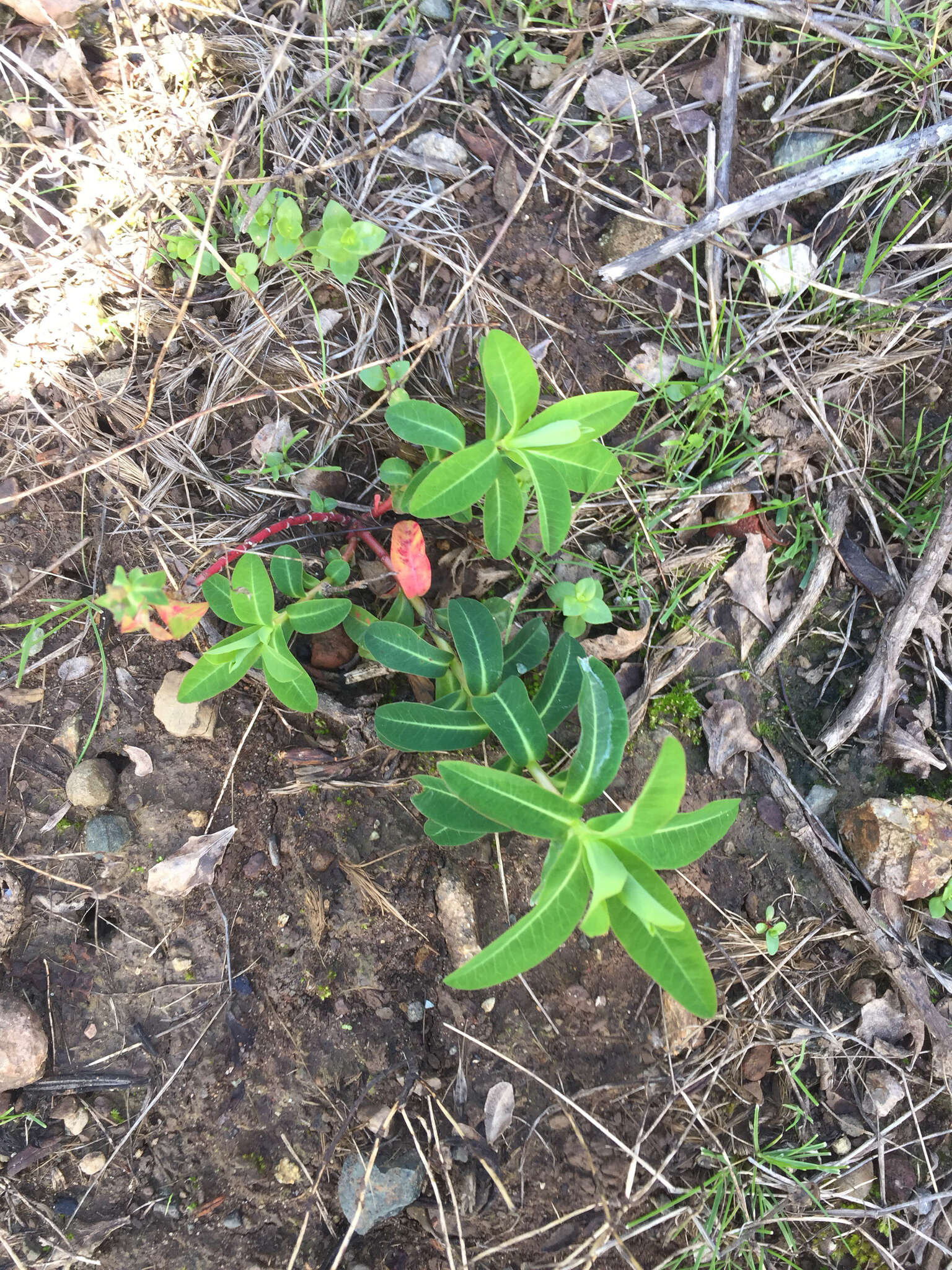 Euphorbia oblongata Griseb. resmi