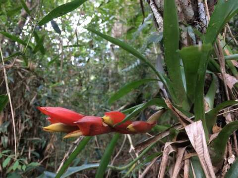 Image of Vriesea heterostachys (Baker) L. B. Sm.