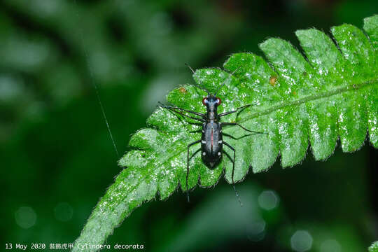 Image of Cylindera (Ifasina) decolorata (W. Horn 1907)