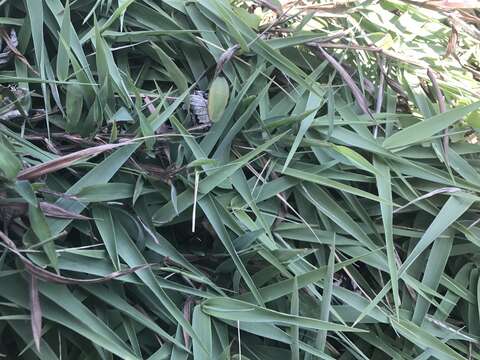 Image of Arundo formosana Hack.