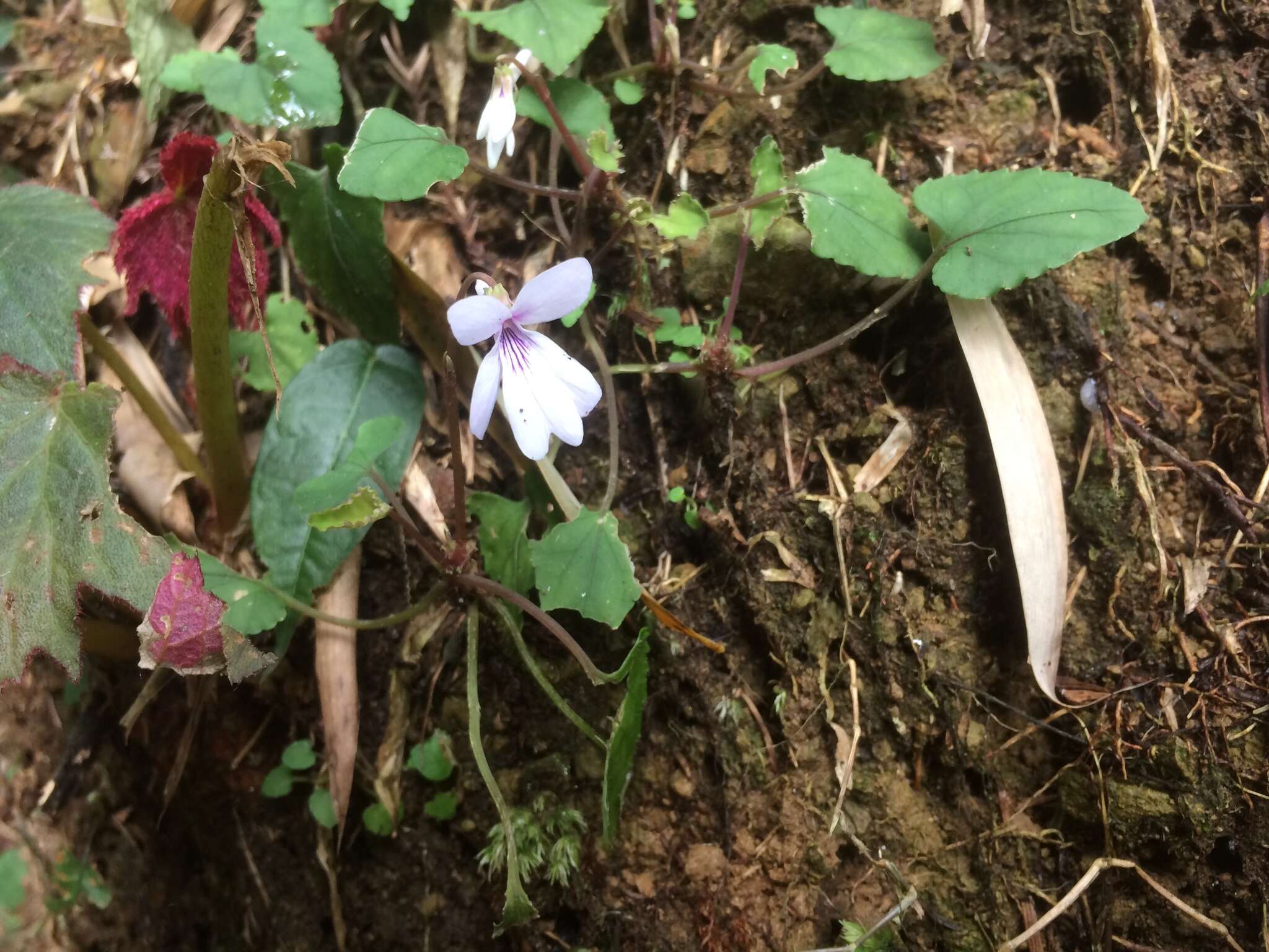 Imagem de Viola formosana Hayata