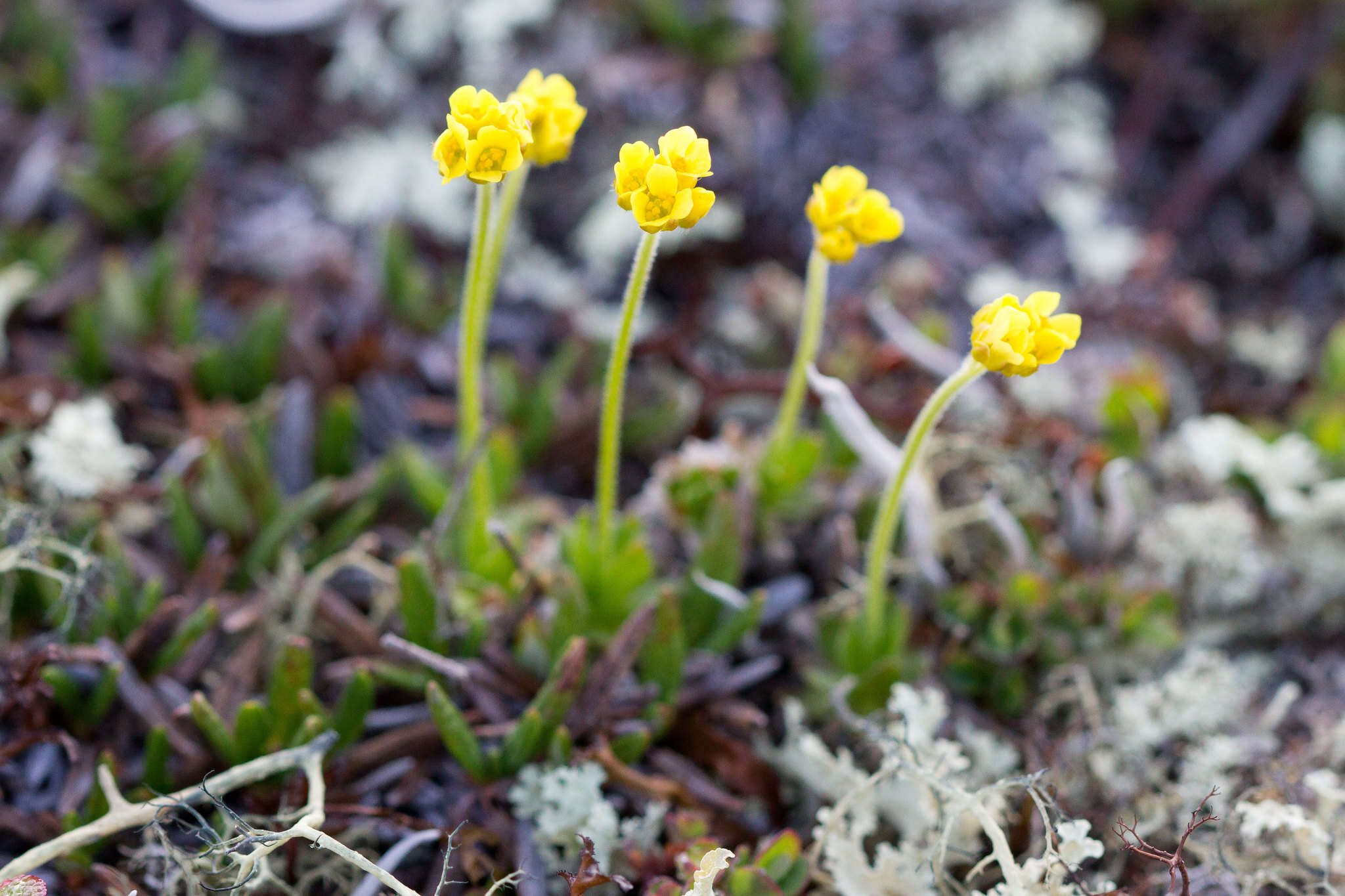 Image of alpine draba