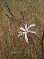 Image de Chlorogalum pomeridianum subsp. pomeridianum