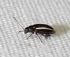 Image of Elongate Flea Beetle