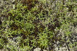 Sivun Helianthus porteri (A. Gray) J. F. Pruski kuva