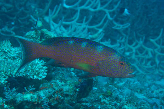 Image of Lunar-tailed Grouper