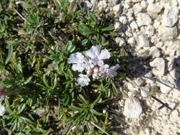 Imagem de Lomelosia crenata subsp. dallaportae (Boiss.) W. Greuter & Burdet