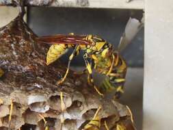 Image of Polistes rothneyi Cameron 1900