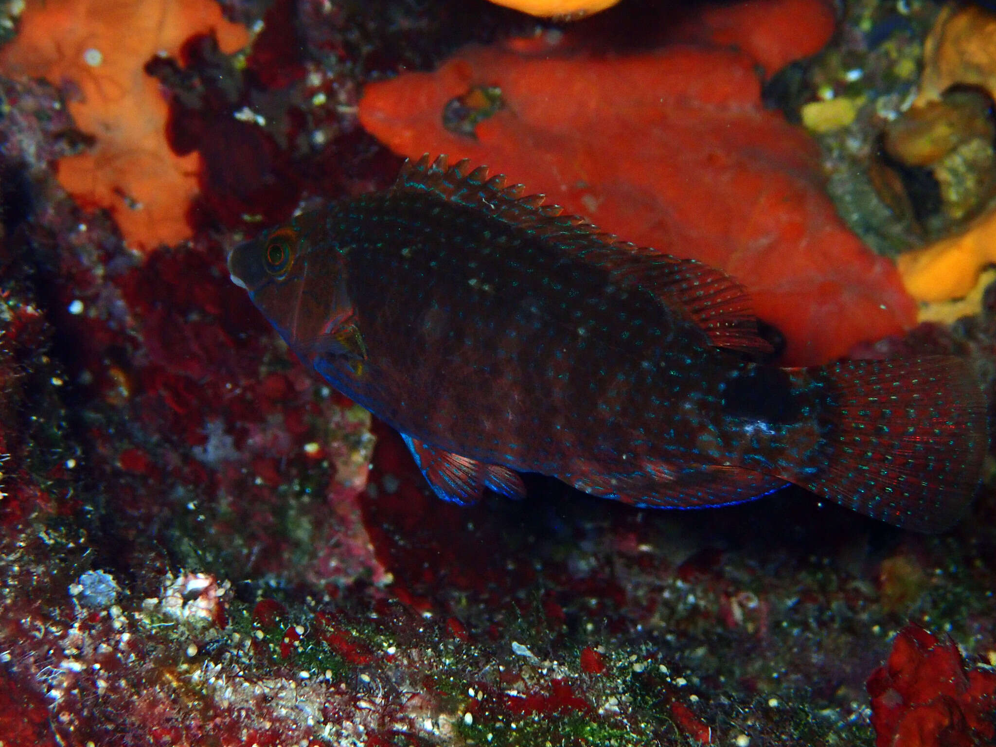 Image of Axillary Wrasse