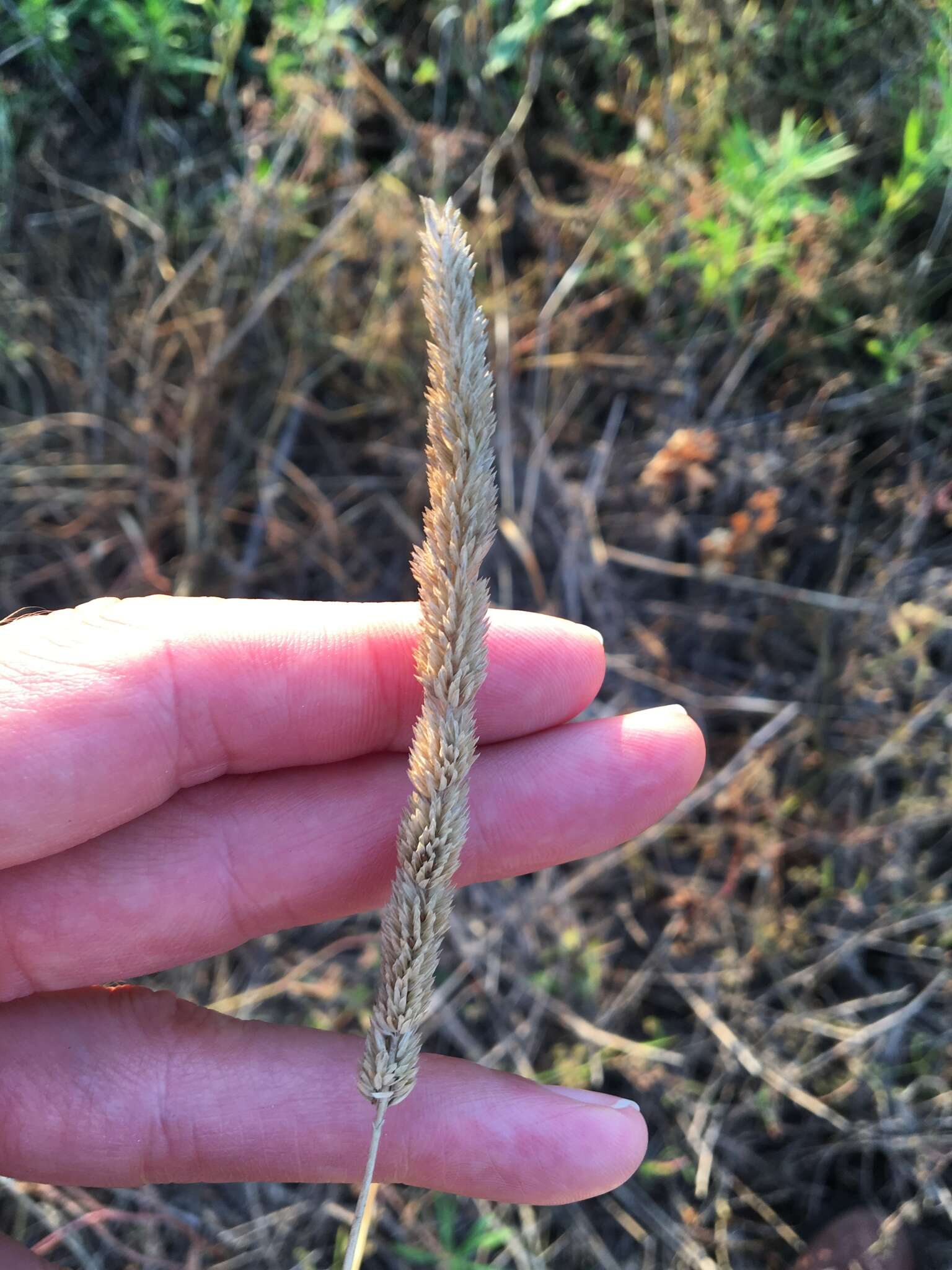 Image of timothy canarygrass