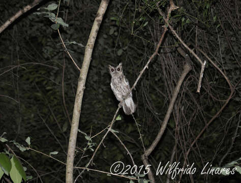 Image of Balsas Screech Owl