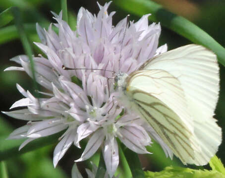 Image of Mustard White