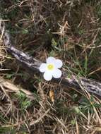 Image of mountain sandwort