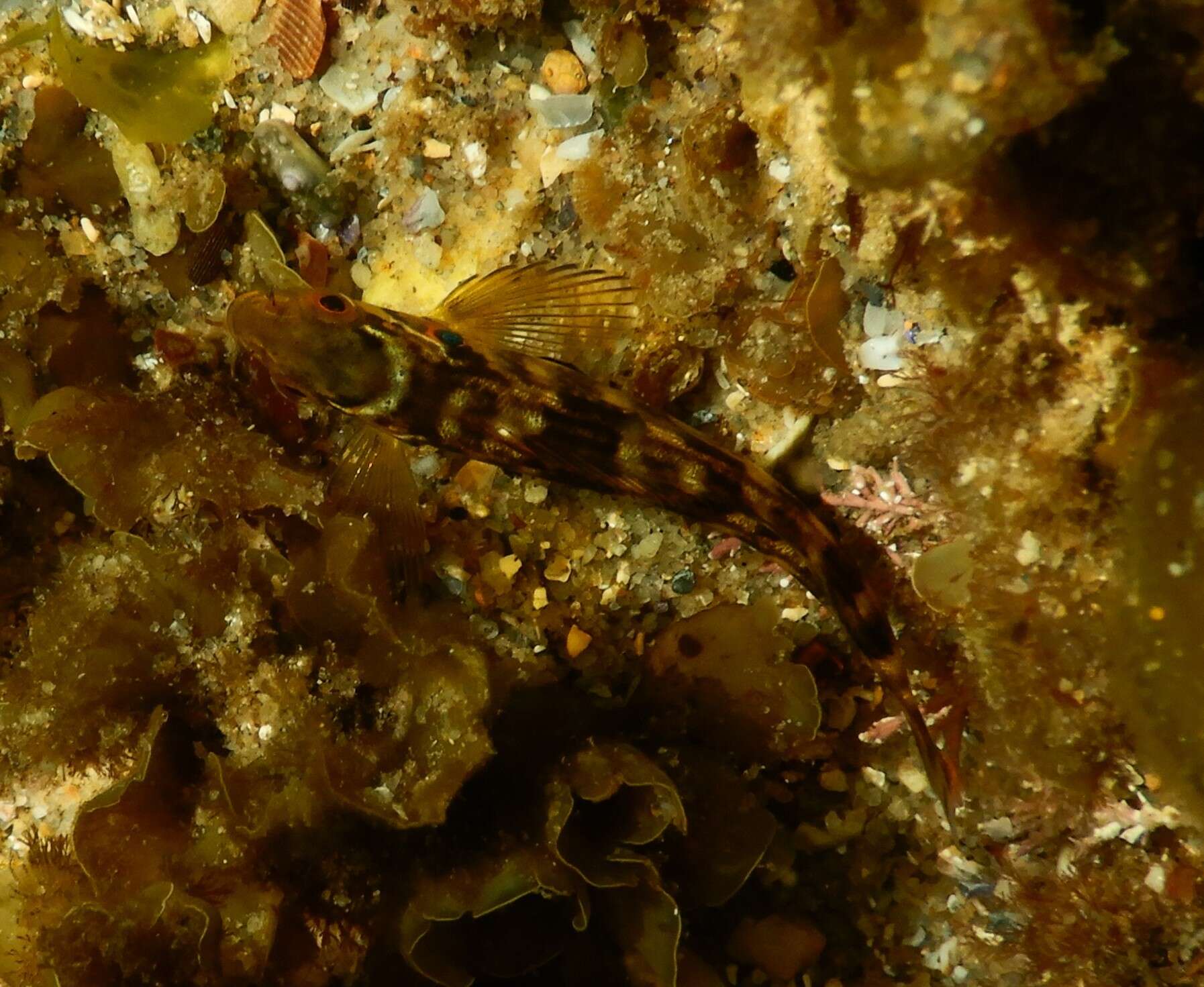 Image of Cockatoo fish