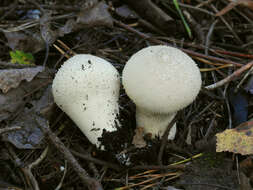 Imagem de Lycoperdon perlatum Pers. 1796