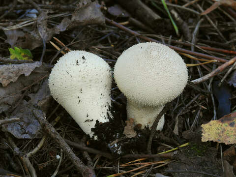 Image of common puffball