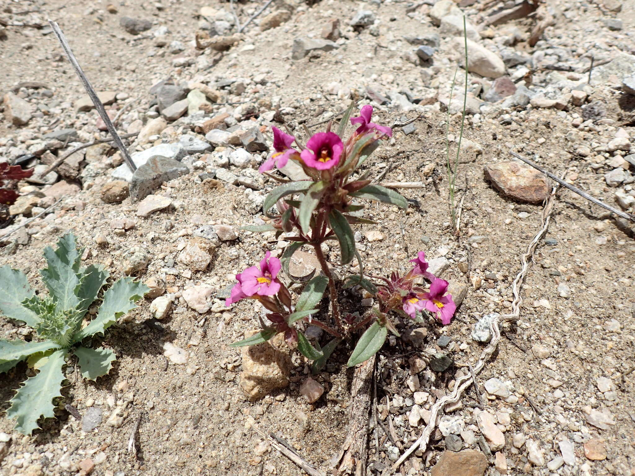 Image of red monkeyflower