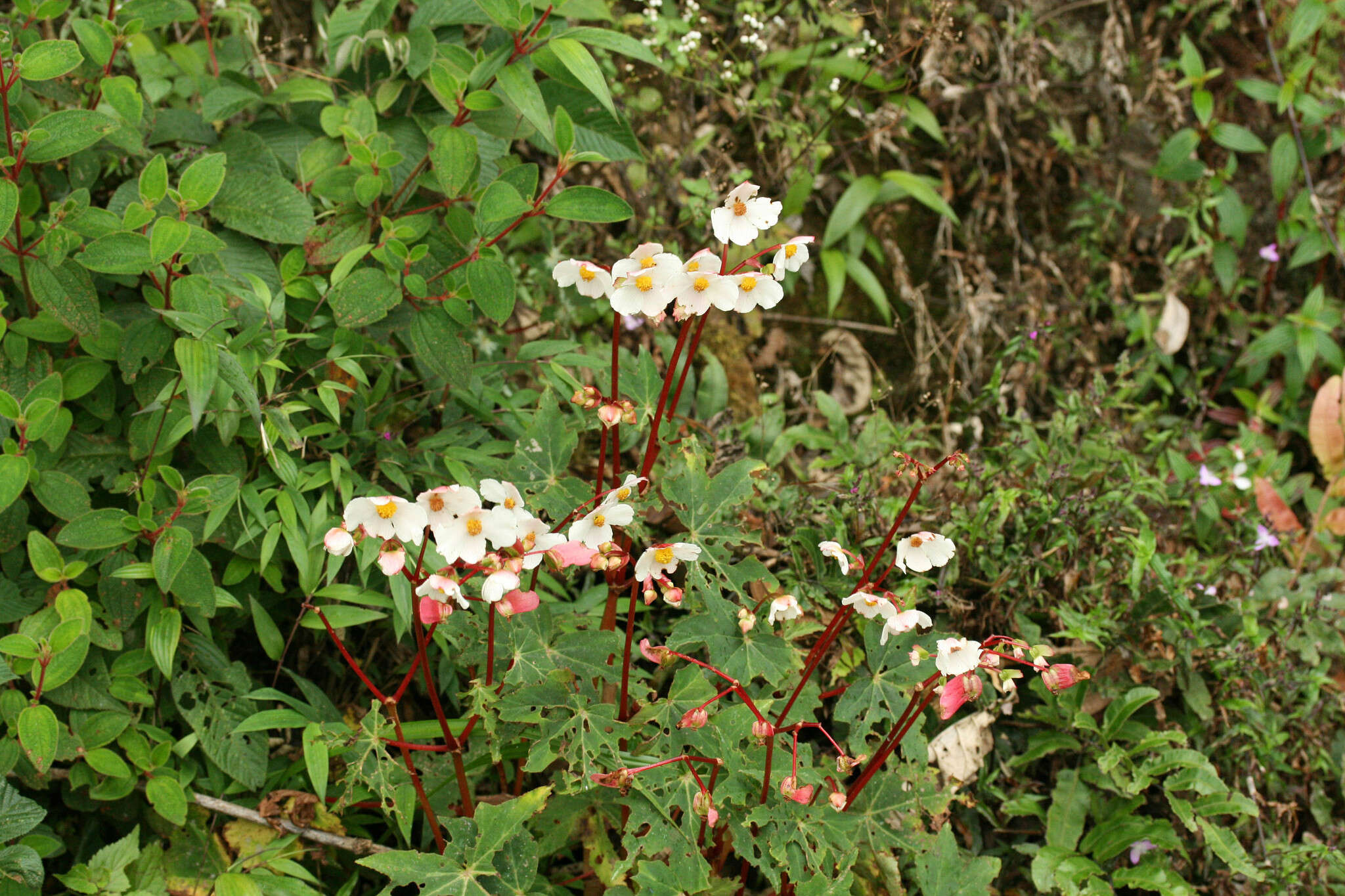 Image of Begonia acerifolia Kunth
