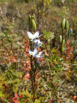 Image of Lomatogonium rotatum (L.) Fr. ex Fernald