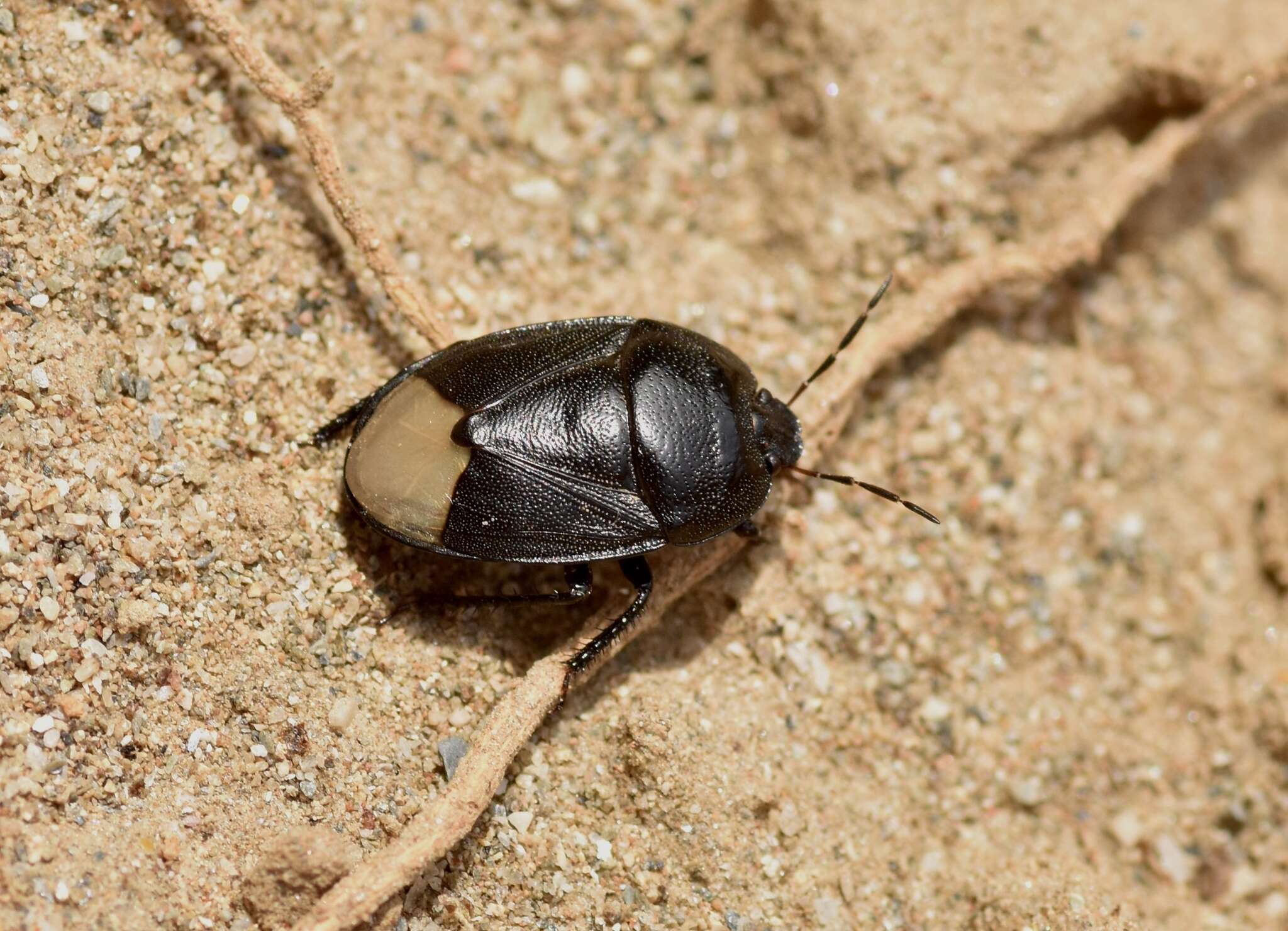 Image of Sehirus morio (Linnaeus 1761)