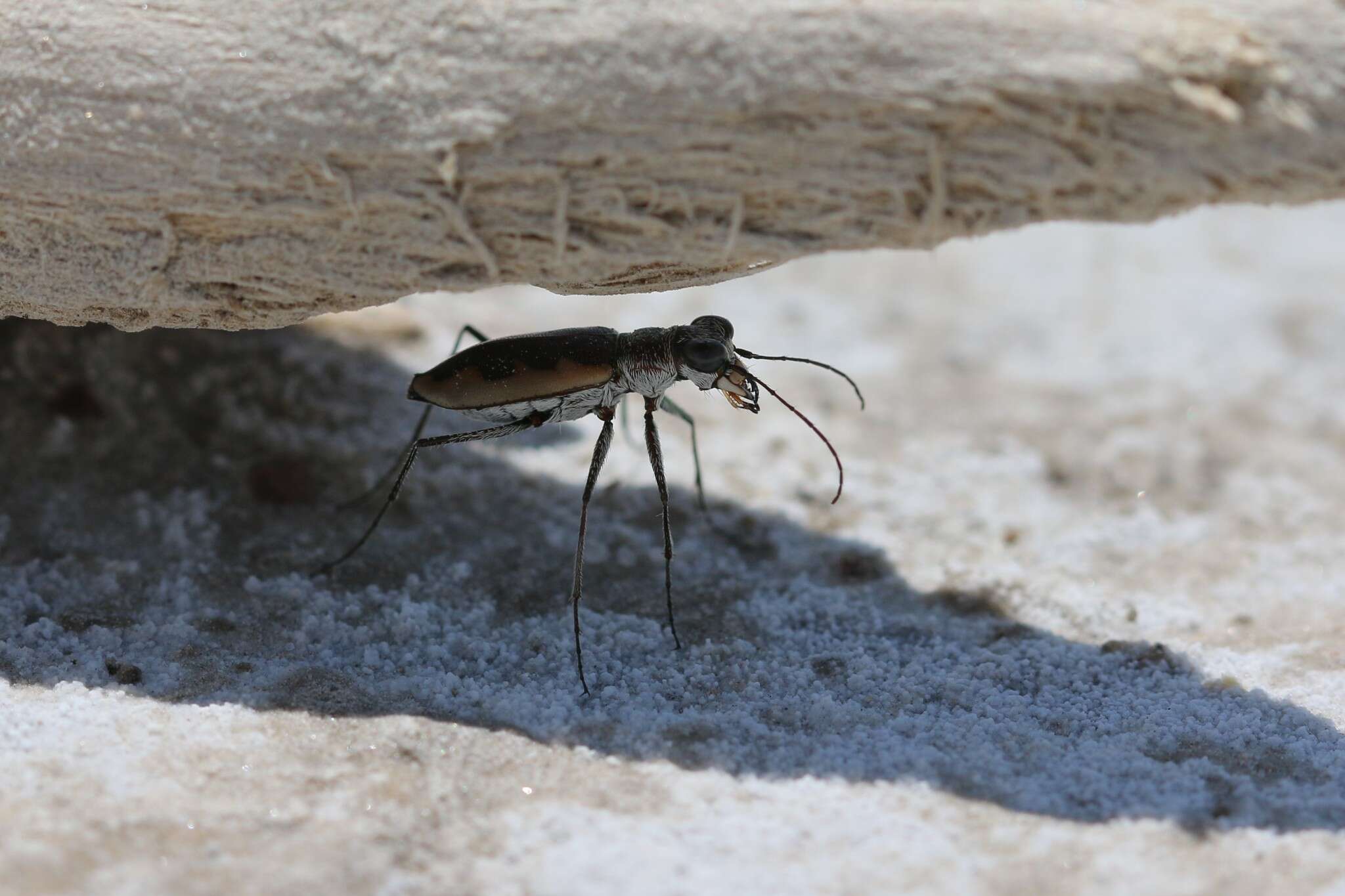 Image of White-cloaked Tiger Beetle