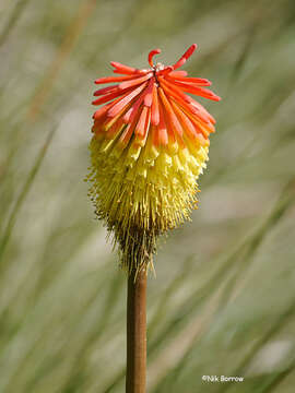 Image of Kniphofia bequaertii De Wild.