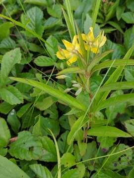 Image of Lance-Leaf Yellow-Loosestrife