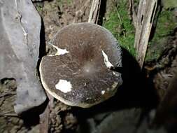 صورة Lactifluus wirrabara (Grgur.) Stubbe 2012